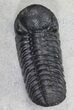 Detailed, Austerops Trilobite - Morocco #66902-2